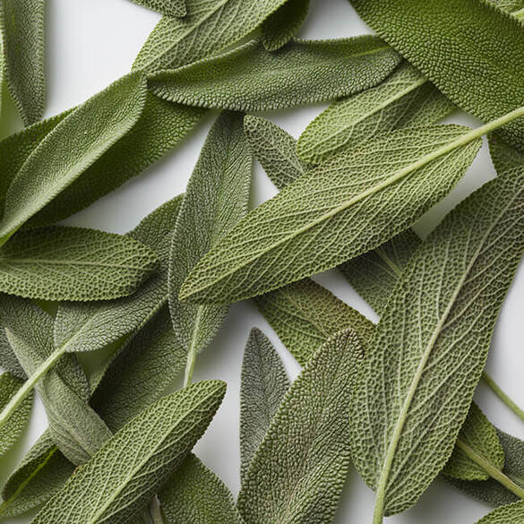 Basil leaves