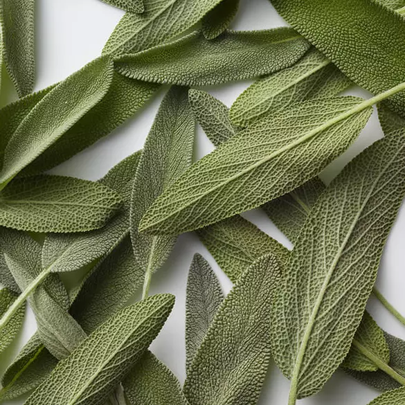 Basil leaves