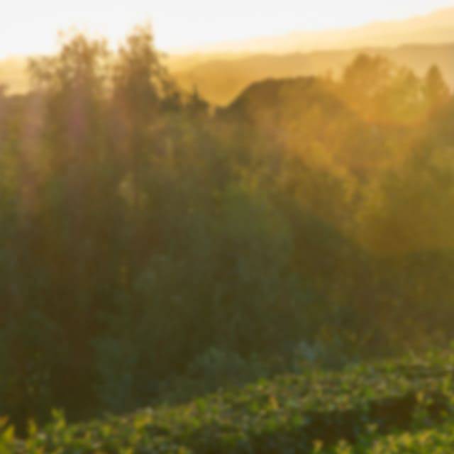 Ralph Lauren Fragrance Polo Green Collection Polo Cologne Intense Clp Fragrance Tile