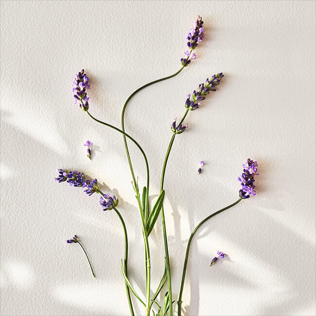 Polo Earth Hand and Body Lotion Ralph Lauren Fragrances