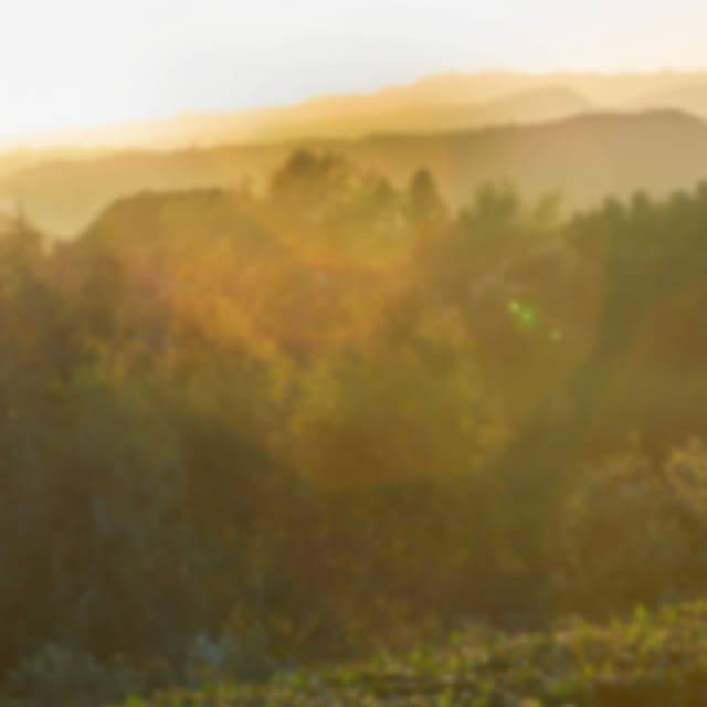 Ralph Lauren Fragrance Polo Green Collection Polo Oud Clp Fragrance Tile