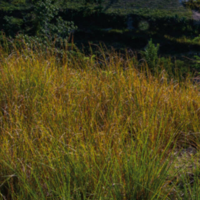 ralph lauren fragrances polo earth collection