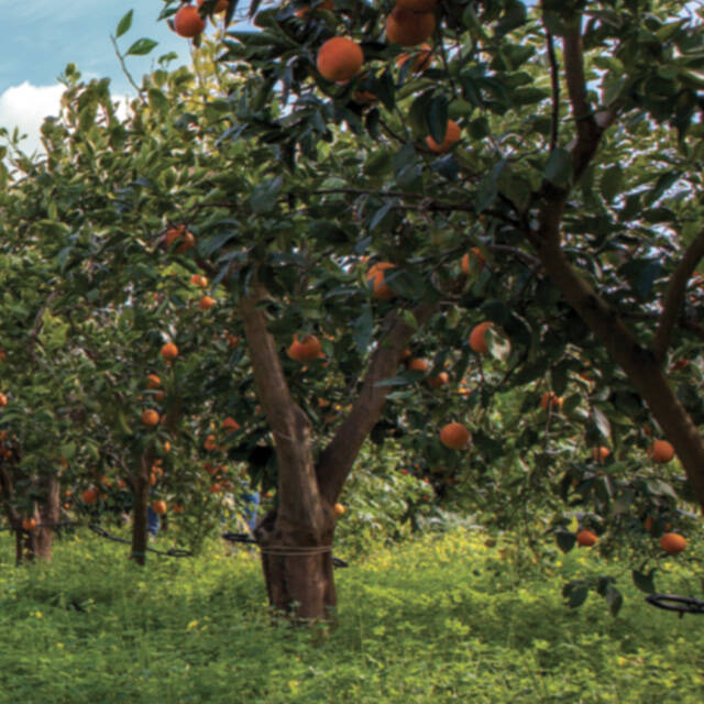 ralph lauren fragrances polo earth collection