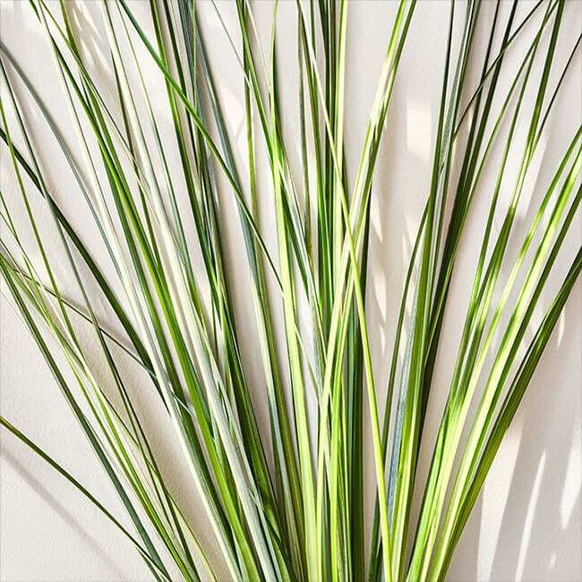 Polo Earth Hand and Body Lotion Ralph Lauren Fragrances