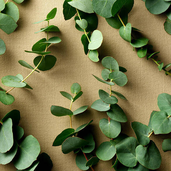 Safari For Men Eau de Toilette