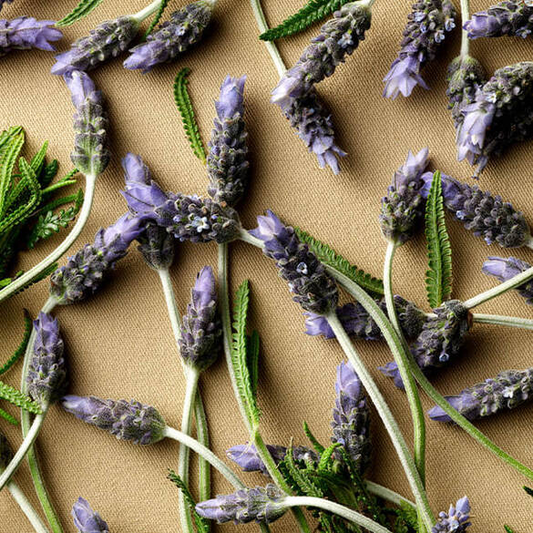 Safari For Men Eau de Toilette