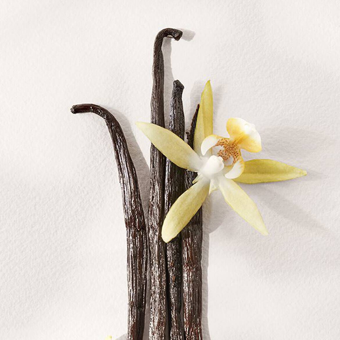 Polo Earth Antilles Vetiver EDT | Ralph Lauren Fragrances