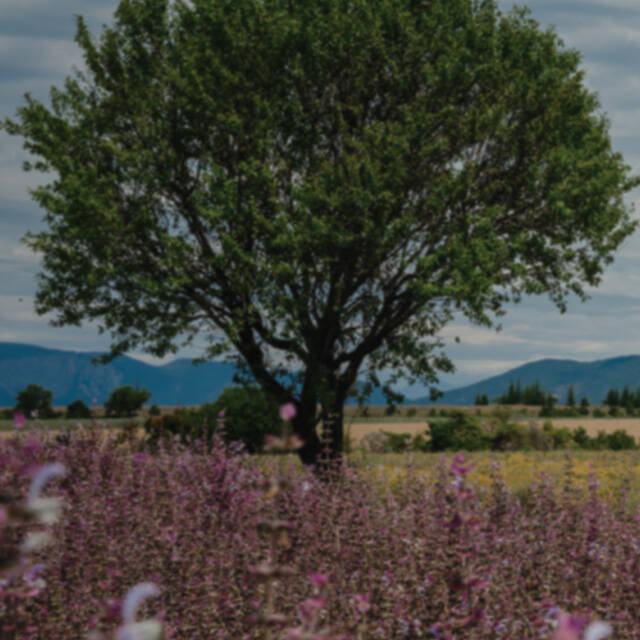 ralph lauren fragrances polo earth collection