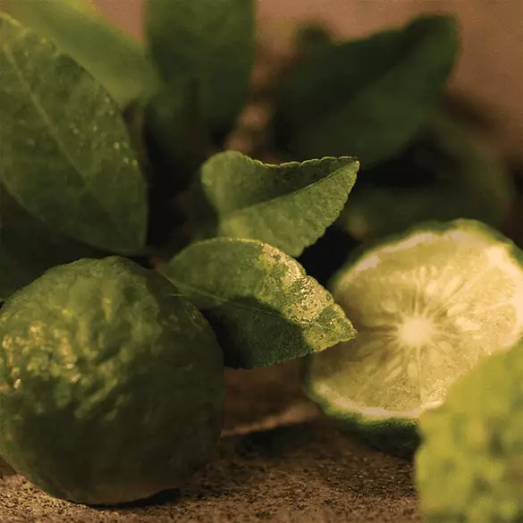 Polo Earth Provencial Sage