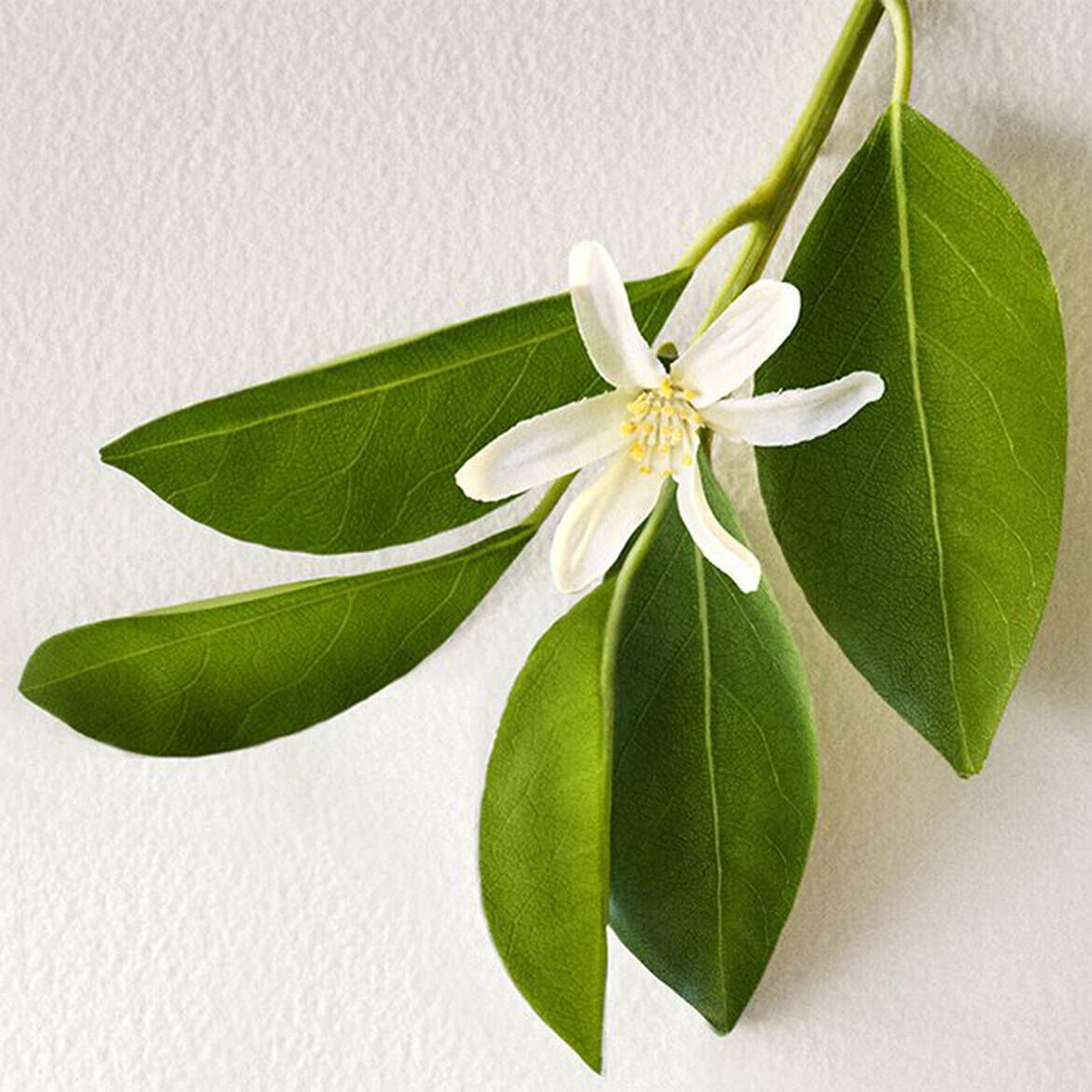 Polo Earth Provencial Sage