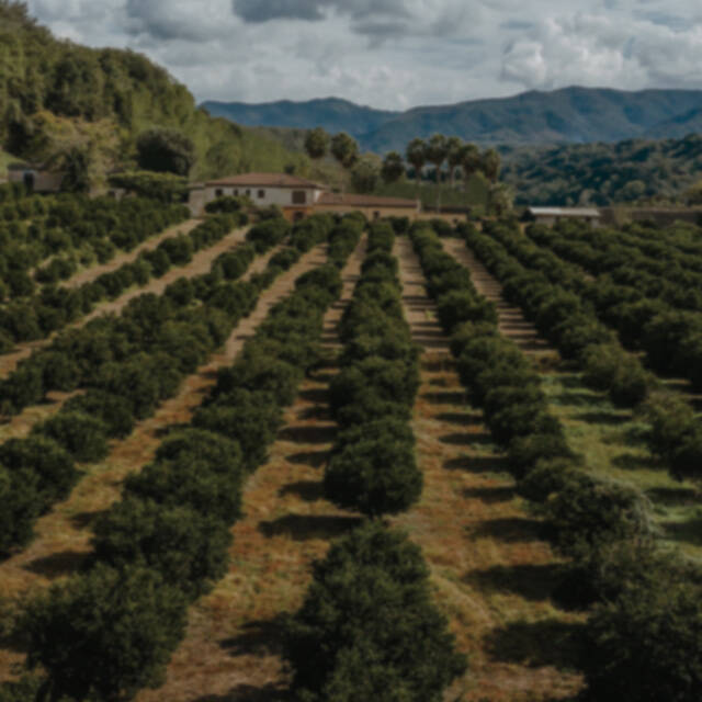 ralph lauren fragrances polo earth collection